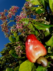 Cashew Apple with Flowers Closeup