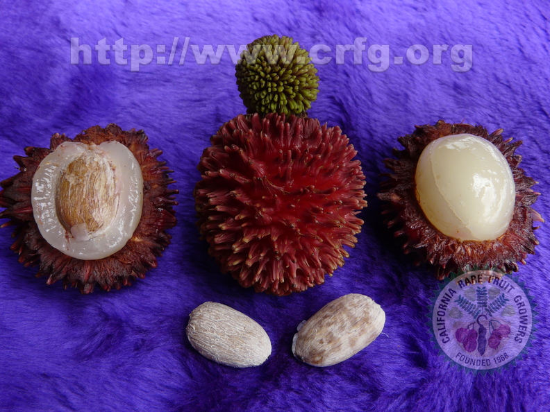 Pulasan Crossection and Seeds