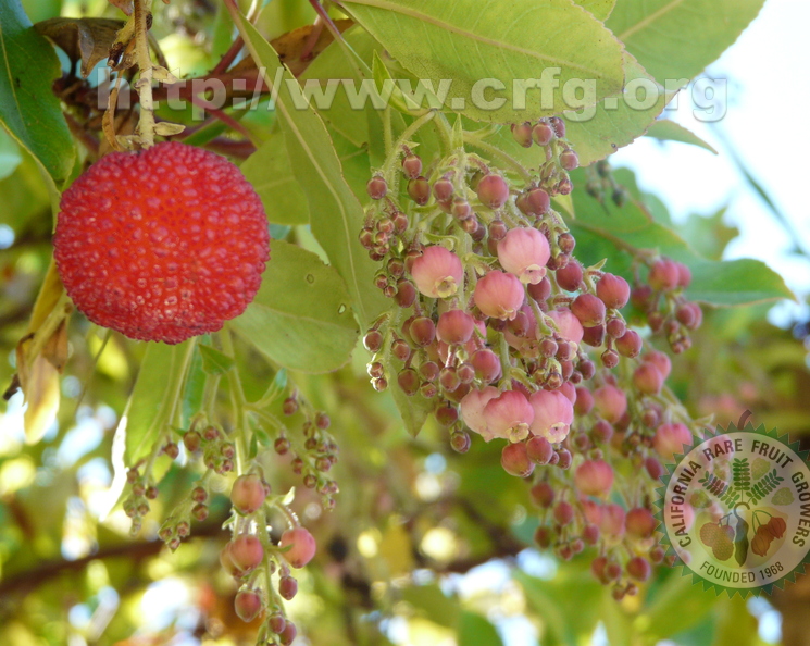 K18_Strawberry_Tree_Arbutus_Unedo_with_flowers.jpg
