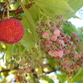Strawberry Tree Arbutus Unedo with flowers