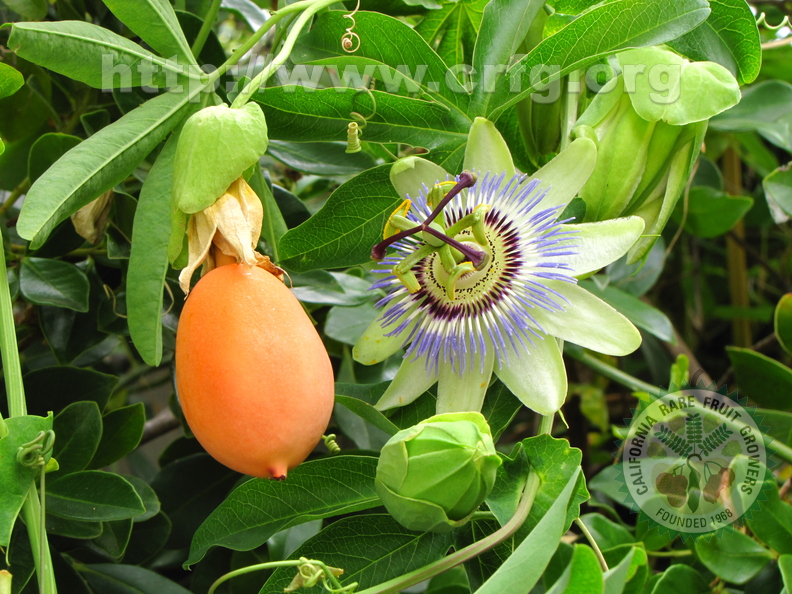 Passion Fruit and Flower
