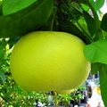 Oroblanco Citrus