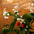 Malpighia glabra cv. Pigmaea