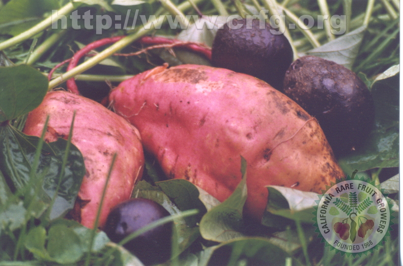 Ipomoea batatasm With Solanum tuberosum Sweet Potato with Purple Potatos