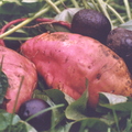 Ipomoea batatasm With Solanum tuberosum Sweet Potato with Purple Potatos