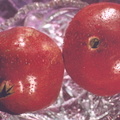Punica granatum Wonderful Pomegranate