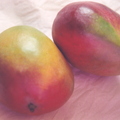 Mangifera indica Mangos from Peru