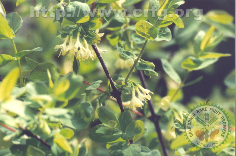 Lonicera kamtchatica Honeyberry Blossoms