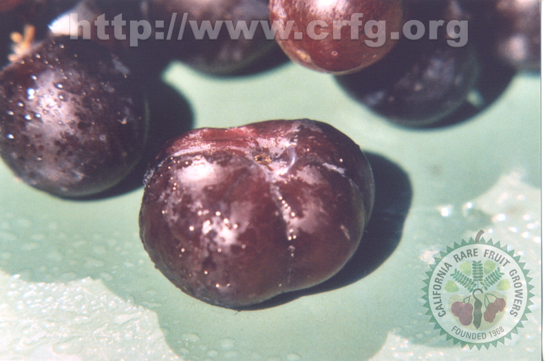 Vitus vinifera Seedless california Grapes 4-sectioned_2
