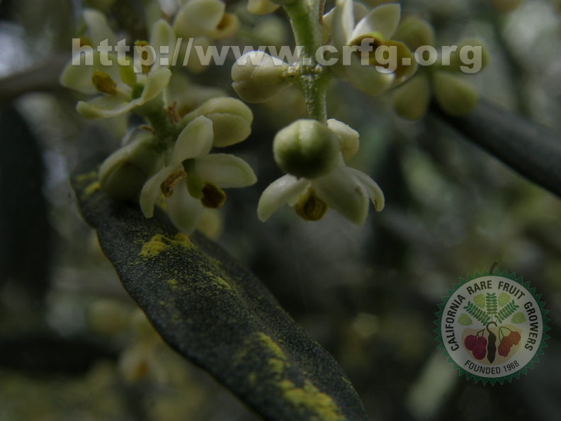 Olea Europaea – Olive tree (flowering)
By Moshe Weiss, Member # 9122
