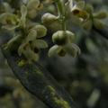 Olea Europaea – Olive tree (flowering)
By Moshe Weiss, Member # 9122
