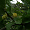 
Maclura tricuspidata - Che (Male flowering)
By Moshe Weiss, Member # 9122
