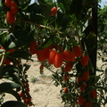 Lycium barbarum - Goji berries
By Moshe Weiss, Member # 9122
