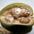 Pachira Glabra – Saba nut
By Moshe Weiss, Member # 9122
