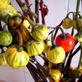 Solanum integrifolium