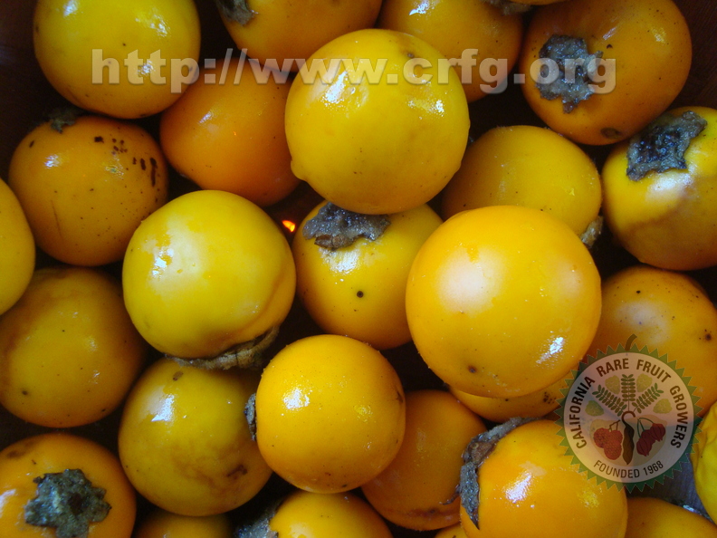 Solanum quitoense (3)