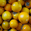 Solanum quitoense (3)