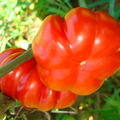 Solanum sp