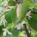 apple and blossoms 2