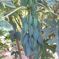 papayas1