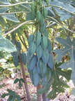 papayas1