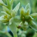 Avocado Flower Closeup