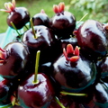 Brazilian Cherries Eugenia brasilensis