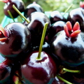 Brazilian Cherry Eugenia brasilensis