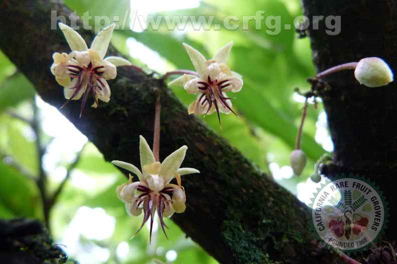 Cacao Flowers Closeup