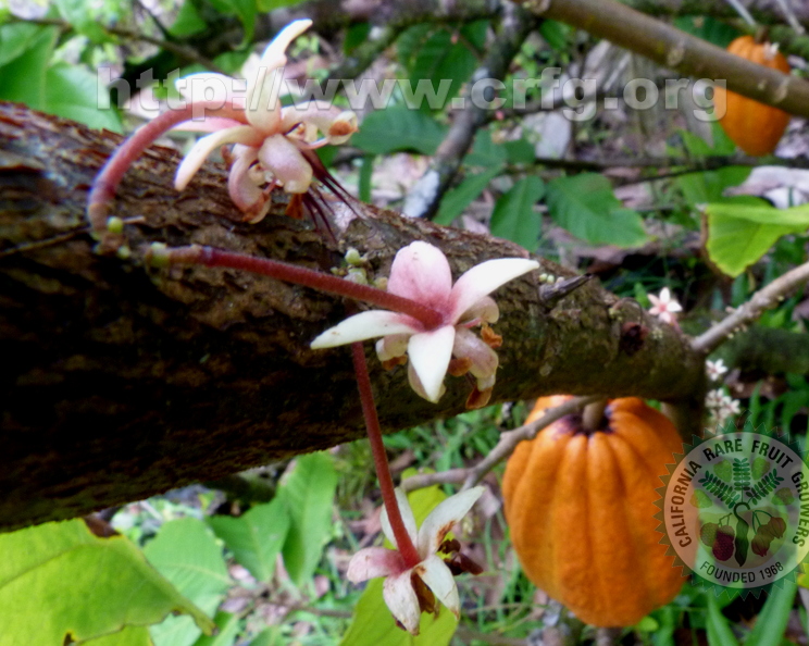 Cacao_Flowers_and_Fruits_Closeup.jpg