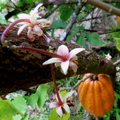 Cacao Flowers and Fruits Closeup