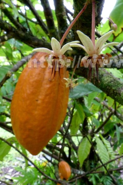 Cacao_Fruits_with_Flowers.jpg