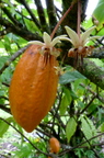 Cacao Fruits with Flowers