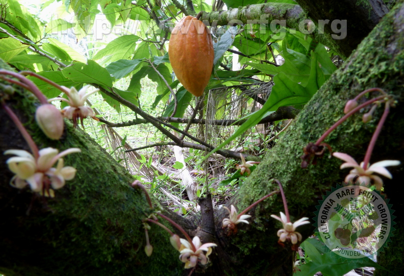 Cacao Pod Surrounded by Flowers