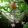 Cacao Pod Surrounded by Flowers