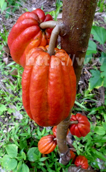 Cacao Pods Red on Tree