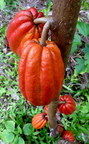 Cacao Pods Red on Tree