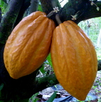 Cacao Pods with Flowers and Buds