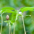 Cherimoya-Seedling