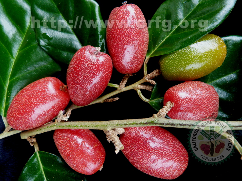 Elaeagnus latifolia ripe fruit