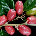 Elaeagnus_latifolia_ripe_fruit.jpg