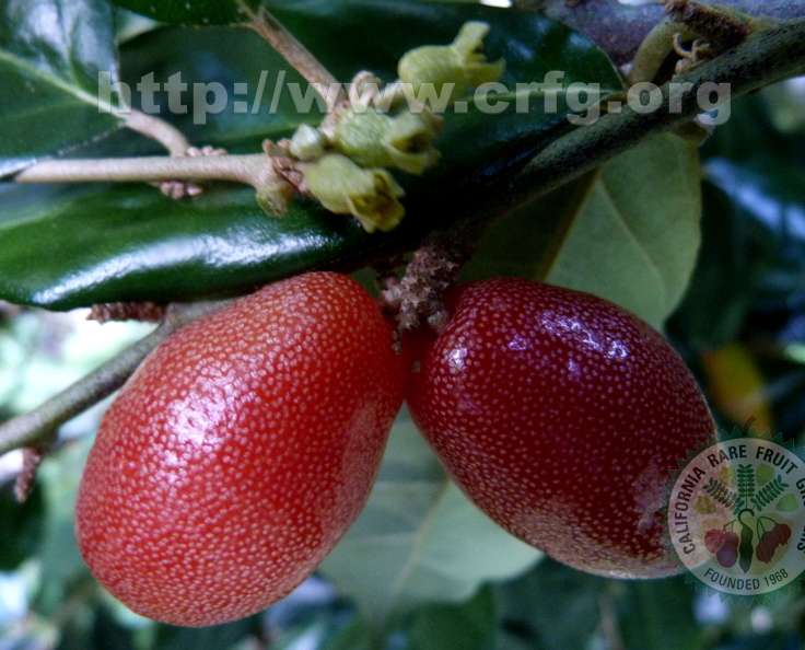 Eleagnus latifolia fruits and flowers closeup