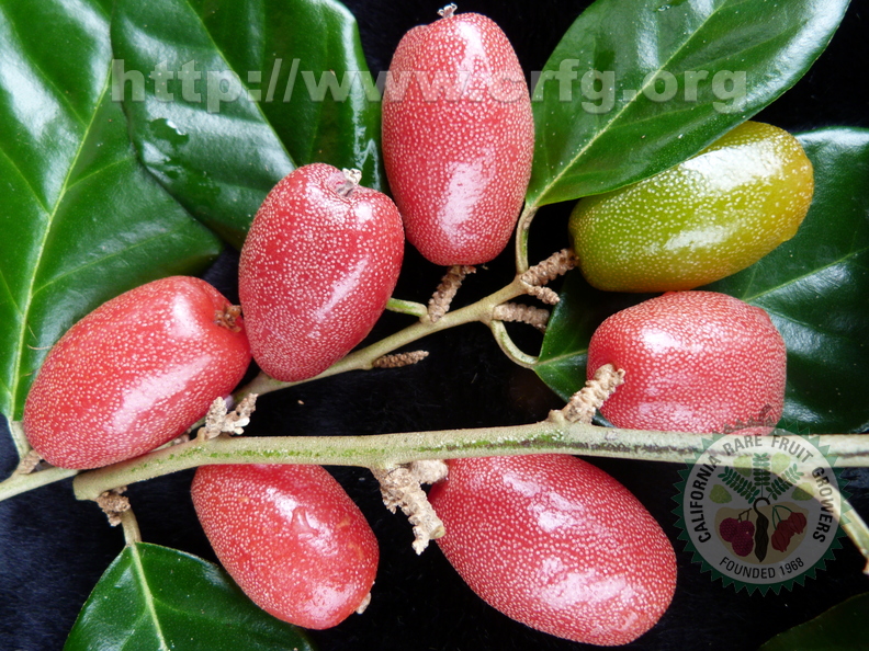 Eleagnus_latifolia_ripe_fruits.jpg