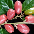 Eleagnus latifolia ripe fruits