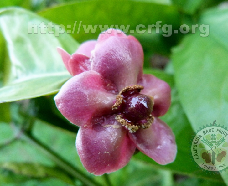 Garcinia praniana flower closeup