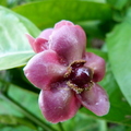 Garcinia praniana flower closeup