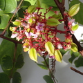 Carambola blossoms with fruits