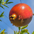 Wonderful Pomegranate in the morning dew.