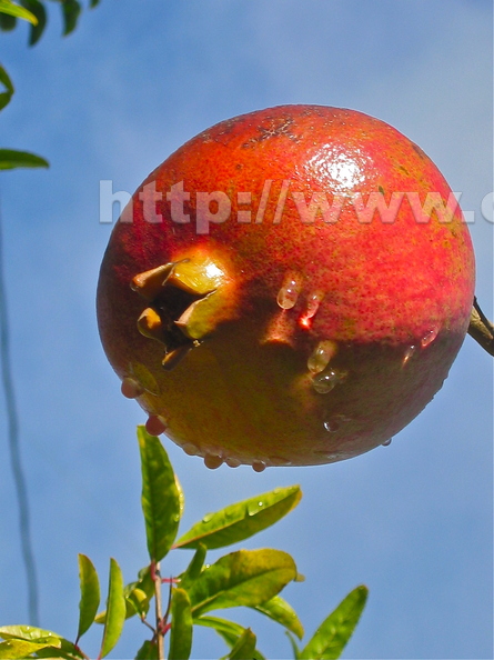 Wonderful Pomegranate in the morning dew again.