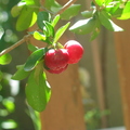 Barbados Cherry